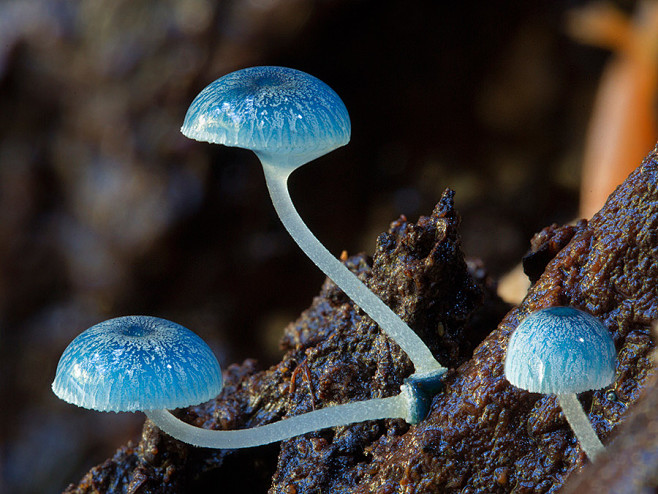 澳大利亚摄影师美妙的菌类摄影作品----...
