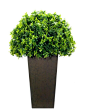 Natural Decorations, Inc. - Boxwood Hedge Tapered Square Planter Espresso