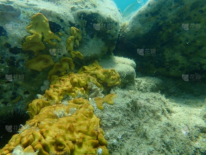 Сhicken肝海绵或加勒比海鸡肝海绵(Chondrilla nucula)海底，爱琴海