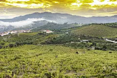 有蔓植物,雾,在上面,葡萄酒厂,水平画幅,山,无人,传统,早晨,户外