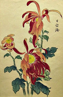 让心灵去旅行---采集到༺♥♥༻画●菊༺♥♥༻