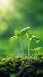 春天春季实景清新绿色植物发芽背景元素素材
