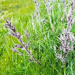 雨后枯干的荆棘丛紧贴在绿草中