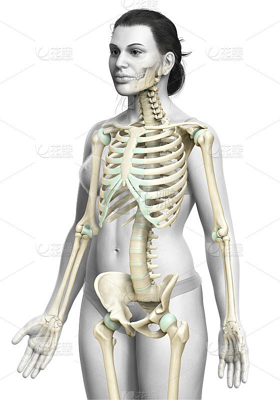 3d渲染，医学上准确的女性骨骼系统的插图