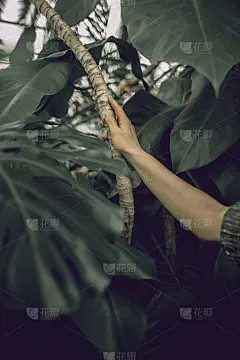 一树一枝，立春之初。女人掌心背景上的一根树枝。春天的心情。肺的行星