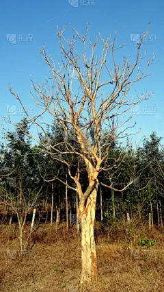 自然,垂直画幅,天空,式样,松树,无人,蓝色,干的,植物,松科