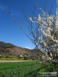 Ningsong2008采集到多图,丽江，去束河（一