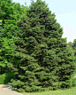 青扦 Picea wilsonii Mast.