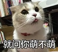 #好玩的表情包# 小婊砸还不去铲屎，居然还在刷微博