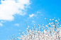 日系樱花树花朵图片