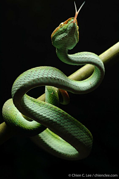 罗纳德-采集到动物——蛇