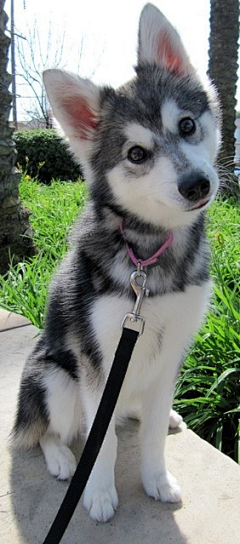 微喵酱采集到puppy