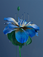 【知识星球：地产重案】@上山打草 ⇦点击查看Blooming Flowers Collection : A collection of 3D rendering images of animated flowering plantsSoftware used: Maxon Cinema 4D, Redshift Render, After Effects, Adobe Photoshop, Adobe Lightroom