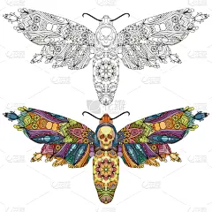 摆拍,动物手,花边,蝴蝶,华丽的,自然美,动物,绘制,着色