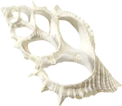 手绘海边海洋元素鲸鱼帆船水手免抠PNG图案 (179)