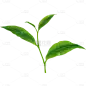 植物绿叶茶叶元素素材