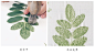 自制创意植物画DIY小教程分享