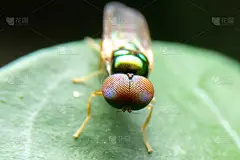 俯视图红色眼睛和绿色身体的苍蝇是在早晨的树叶上。小绿蝇贴在绿叶上的特写。