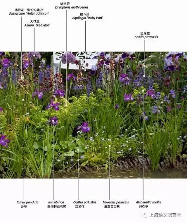 花境配置植物解析https://mp.weixin.qq.com/s/nBqdw4gPojc6dSDyWfV_-w-花瓣网