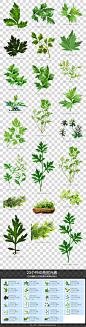 艾叶艾草图片素材模板PNG