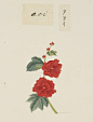 川原庆贺手绘植物图谱