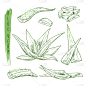 芦荟,草图,天气,分离着色,轮廓,有机食品,自然,剪影,收集,复古