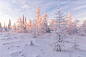 winter forest. beautiful winter landscape . by Евгений  on 500px