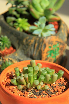 雷\\\阵雨采集到植物