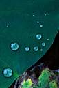 夏天,荷叶上的水滴,自然美图片下载
