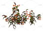 3D插图龙翅秋海棠植物上白色