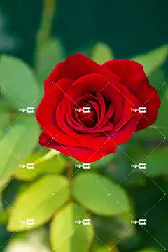 玫瑰 花 红玫瑰 红花 玫瑰绽放 花壁纸 花瓣 玫瑰花瓣 盛开