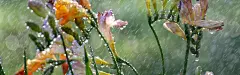 摄影雨滴里的花朵背景 背景 设计图片 免费下载 页面网页 平面电商 创意素材