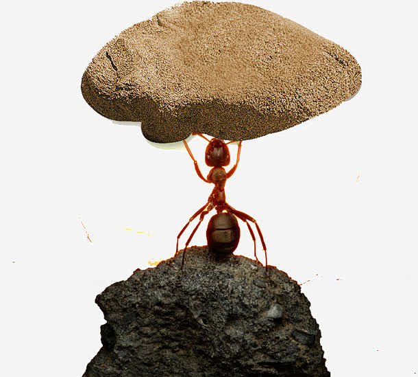 蚂蚁举石头图片图片