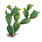 水彩仙人掌插画 png元素免扣 cactus13