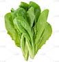 新鲜的生菜