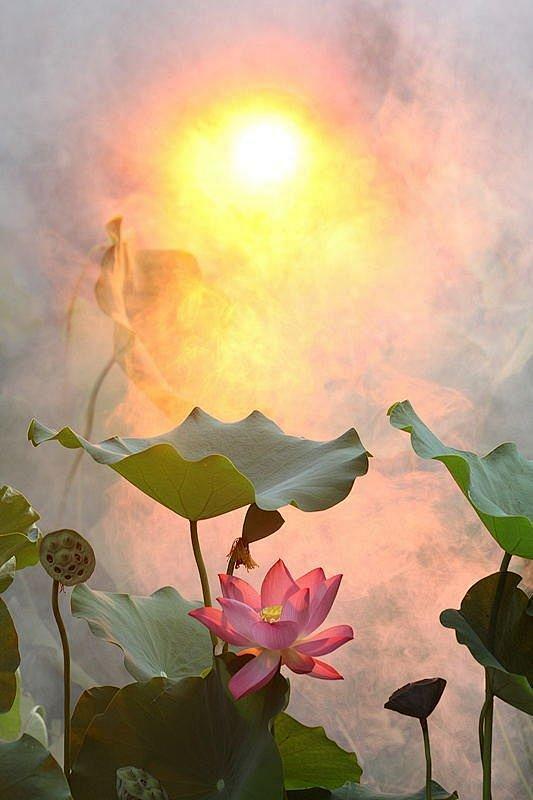 我丢下欢娱独自在月下陪莲花静悟禅思心烛里的火花闪着明光辉映着皓月