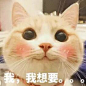 猫咪瞪大了眼睛看：我。。我想要。。。_金馆长妈蛋表情网md.itlun.cn