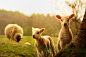 2015羊图 多张高清图素 可爱小羊   - PS饭团网