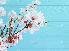 樱花,背景,木制,青绿色,枝,贺卡,复活节,清新,自然界的状态,边框