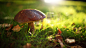 General 1920x1080 nature mushrooms grass leaves