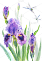 紫色蝴蝶花和蜻蜓，水彩画插图