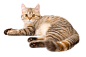 猫png