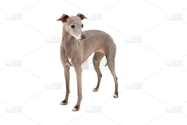 意大利灵缇犬