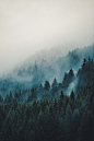 Les Get Forest, French Alps : Explore annapurnauna's photos on Flickr. annapurnauna has uploaded 242 photos to Flickr.