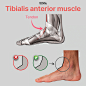 Tibialis anterior muscle