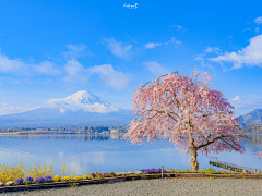 山楂果落了采集到风景@背景