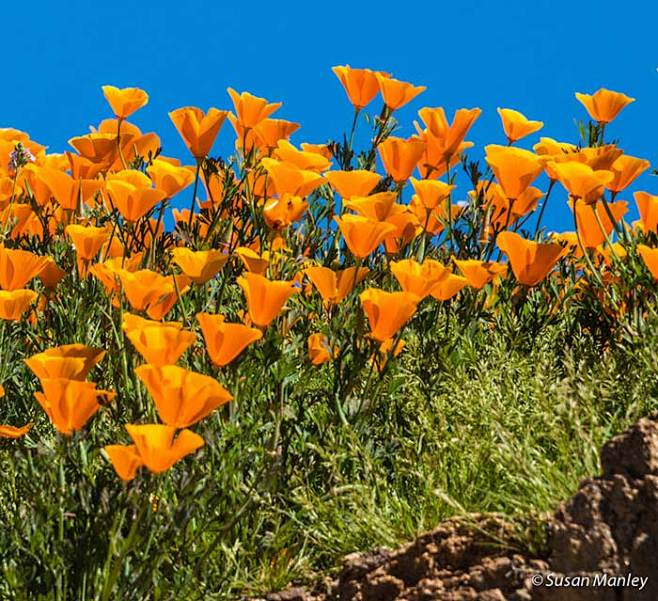 Desert Wildflower Re...