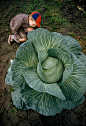 schwanck:

A little boy is dwarfed by a supersized cabbage in Matanuska Valley, Alaska, July 1959.
Photograph by Thomas J. Abercrombie, National Geographic
