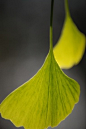 Ginkgo biloba leaves