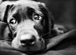 krikeyy:

labrador puppy by http://heatherbuckley.co.uk on Flickr.
